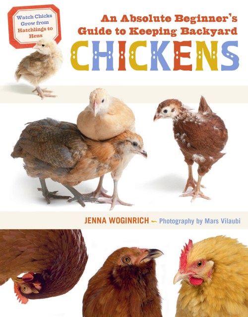 An Absolute Beginner’s Guide to Keeping Backyard Chickens